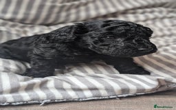 Toy Poodle dogs for sale: Toy poodles Genetic health tested  - Image 3
