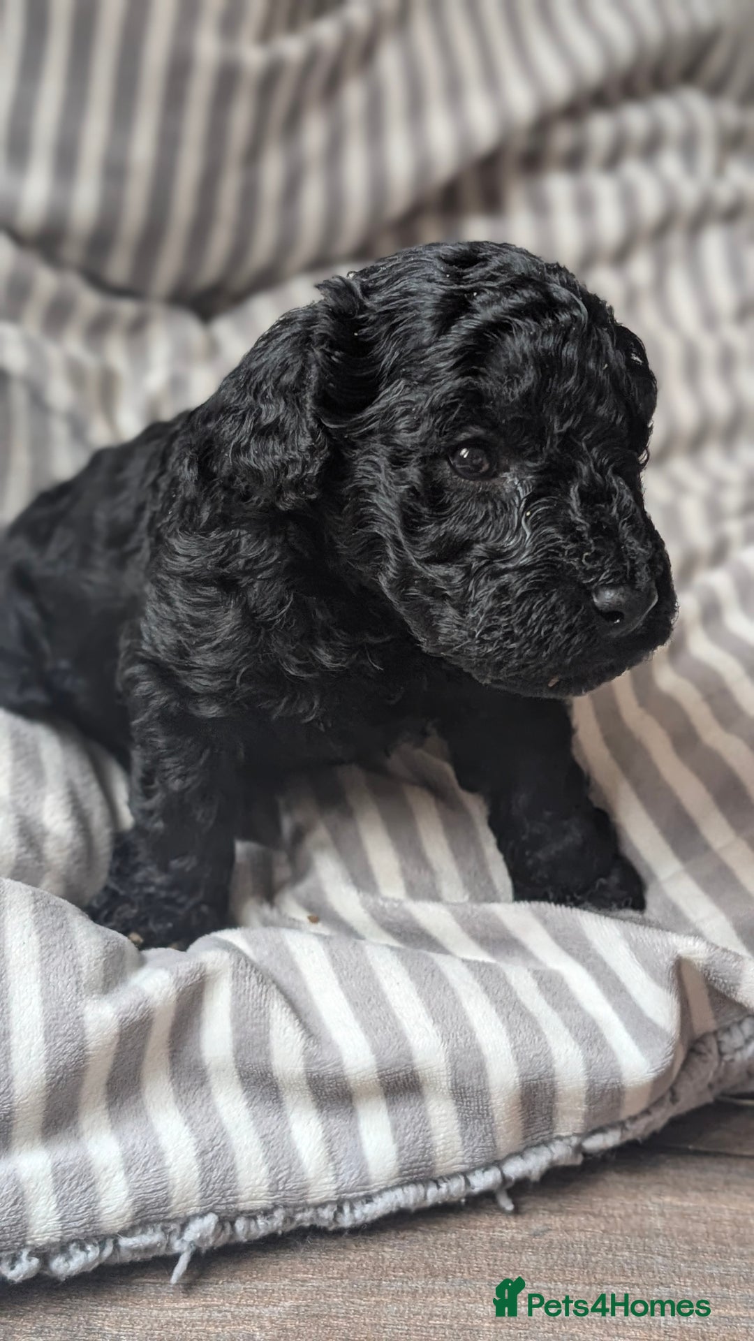 Toy Poodle dogs for sale: Toy poodles Genetic health tested  - Image 3