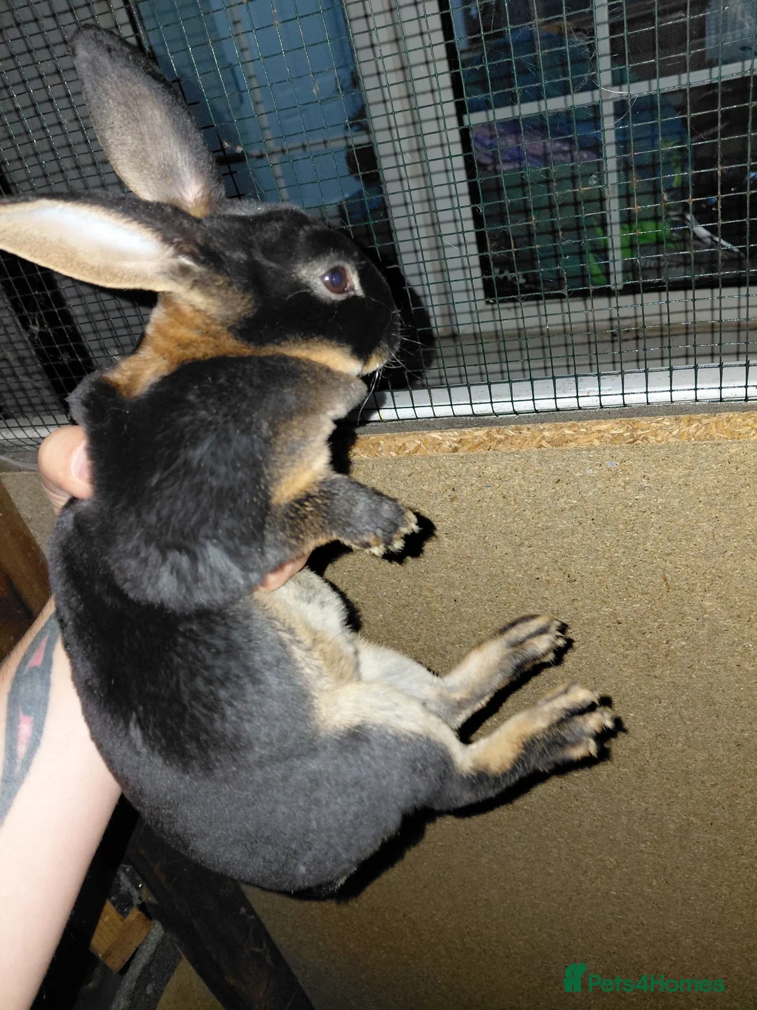 Rex rabbits for sale: Mini rex black otter - Advert 2