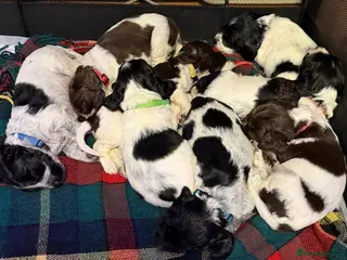 Mixed Breed dogs Sprocker puppies - Advert 1