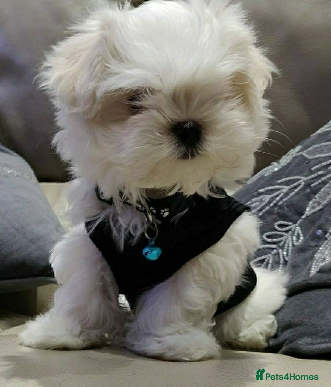 Maltese dogs for stud: 2kg kC Korean line Maltese stud in Derby - Advert 8