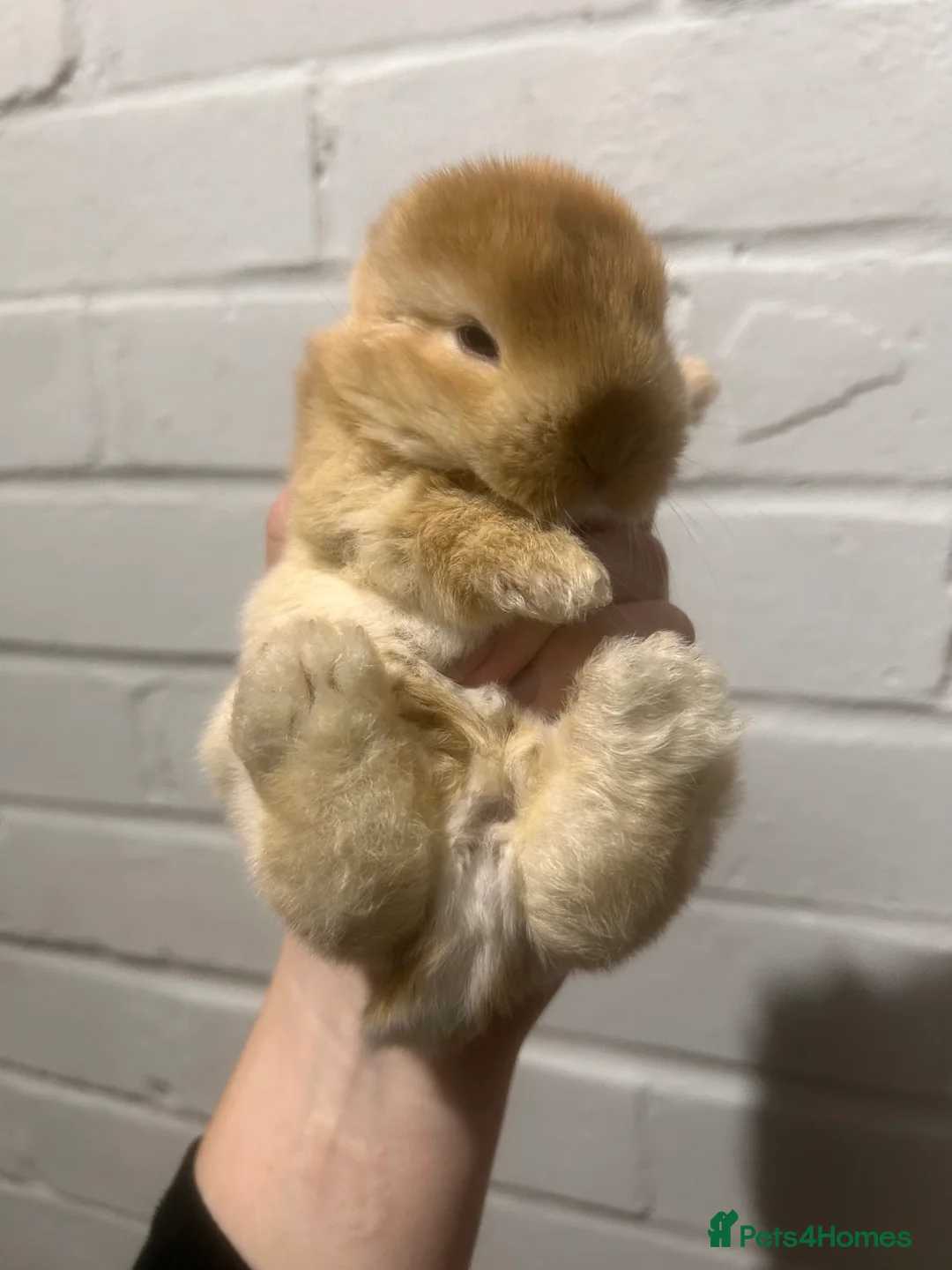 Mini Lop rabbits for sale: Beautiful mini lop Bunnies - Advert 5