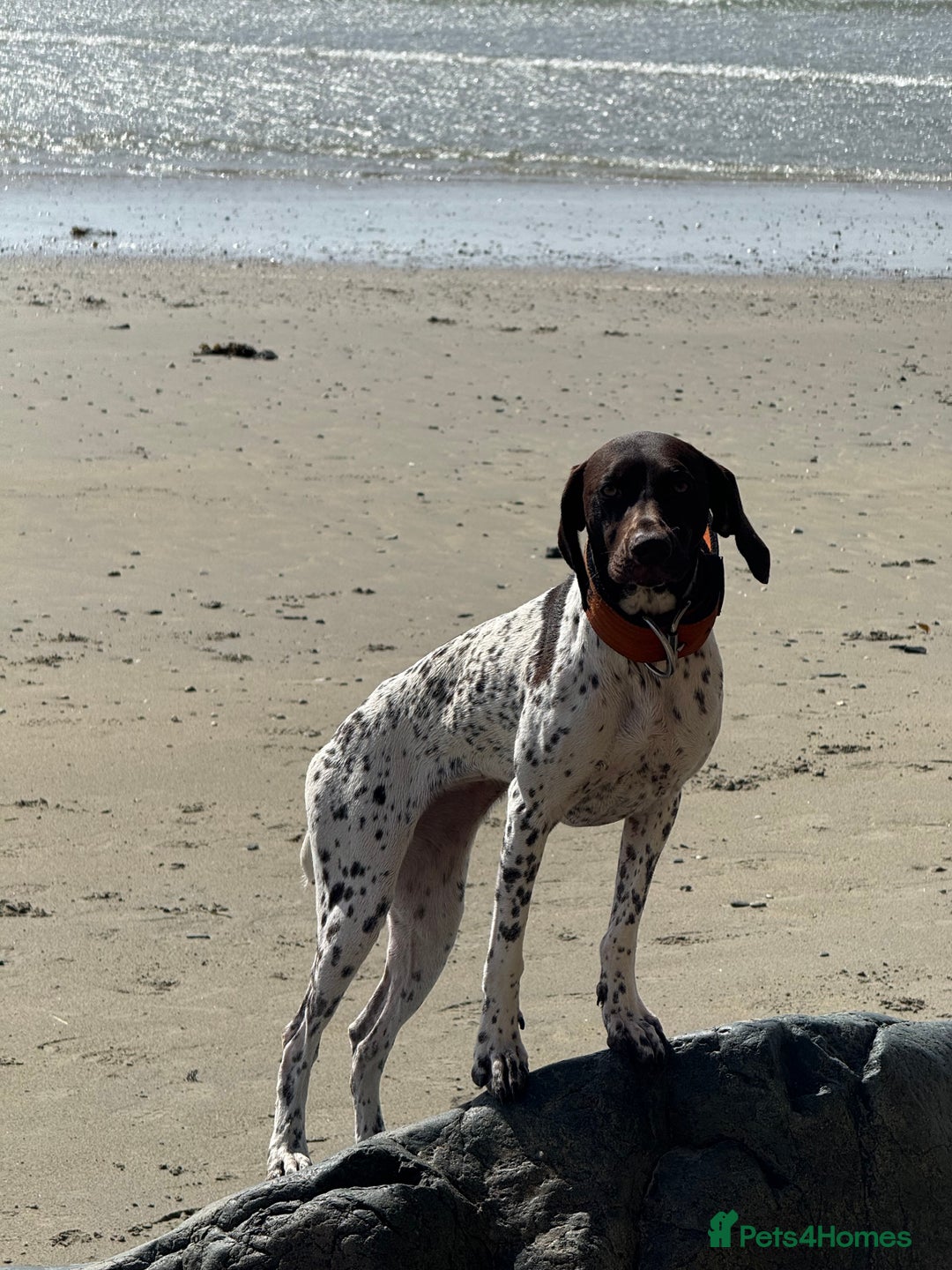 German Shorthaired Pointer dogs for sale: gsp for rehoms - Image 1