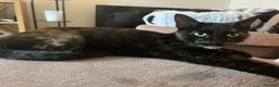 American Shorthair cats for sale: Kittens for sale - Advert 3