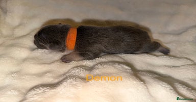 French Bulldog dogs French bulldog puppies  - Advert 13