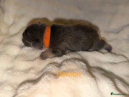 French Bulldog dogs French bulldog puppies - Advert 3