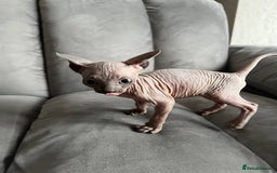Sphynx cats for sale: TICA REGISTERED CANADIAN Elf Sphynx 1 kitten left  - Image 31