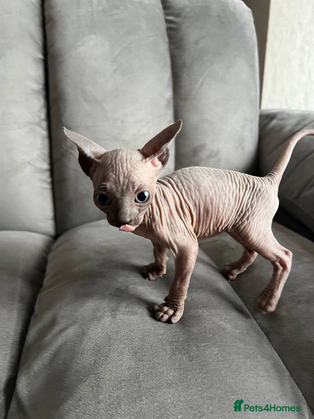 Sphynx cats for sale: TICA REGISTERED CANADIAN Elf Sphynx 1 kitten left  - Image 31