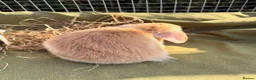 Mini Lop rabbits for sale: *Mini Lop Babies  - Advert 10