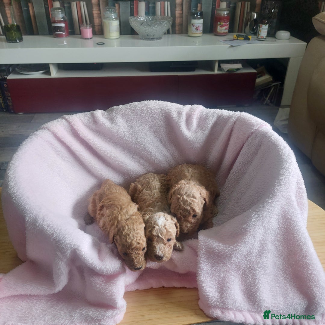 Miniature Poodle dogs for sale: MINIATURE POODLES - Image 10