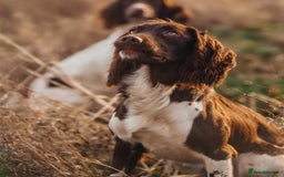 English Springer Spaniel dogs for sale: Working bred KC English Springer Spaniels puppies  - Image 29