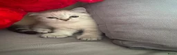 Scottish Fold cats for sale: Playful and Energetic kittens  - Advert 7