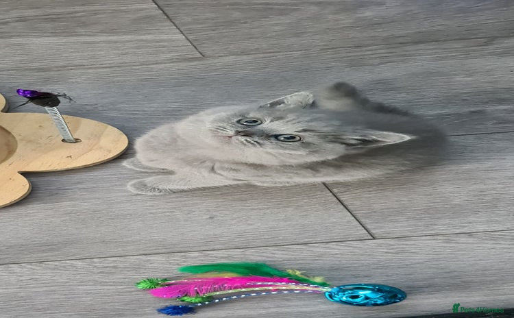 British Shorthair cats - Advert 3