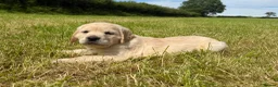 Golden Retriever dogs for sale: Beautiful Golden Retriever Puppies - Advert 9