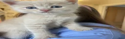 Mixed Breed cats for sale: Adorable half Siberian kittens  - Advert 10