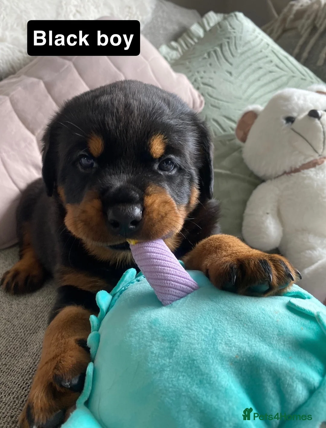 Rottweiler dogs for sale: Beautiful KC Rottweiler puppies ready 18.10.26 - Advert 21