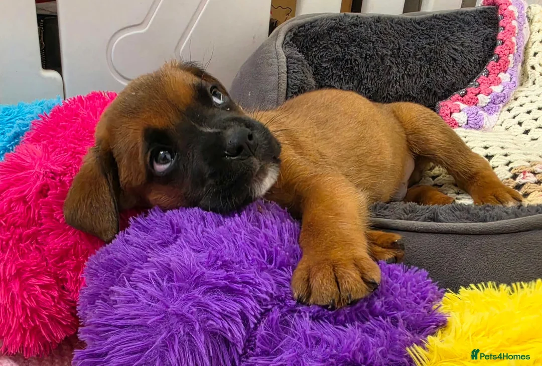 Boxer dogs for sale: Boxerx - Advert 2