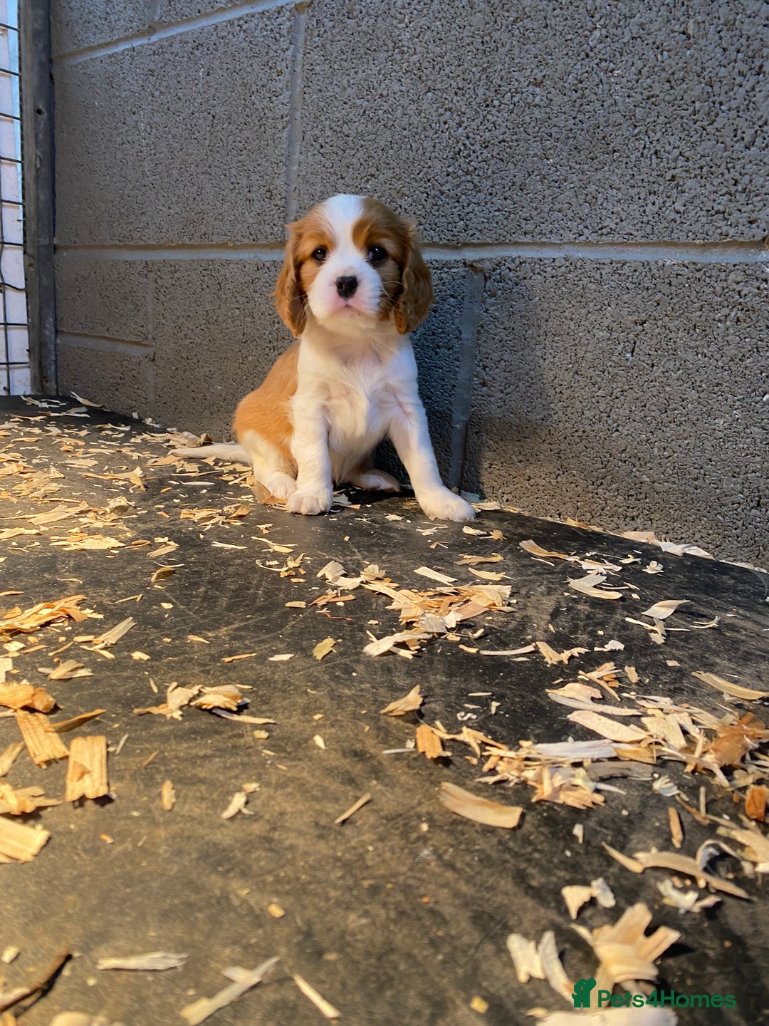 Cavalier King Charles Spaniel dogs for sale: 🐶🐶 Beautiful Cavalier King Charles Spaniel pupps - Advert 24