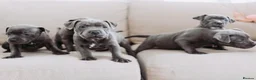 Staffordshire Bull Terrier dogs for sale: Blue Staffordshire Bull Terrier Puppies - Advert 2