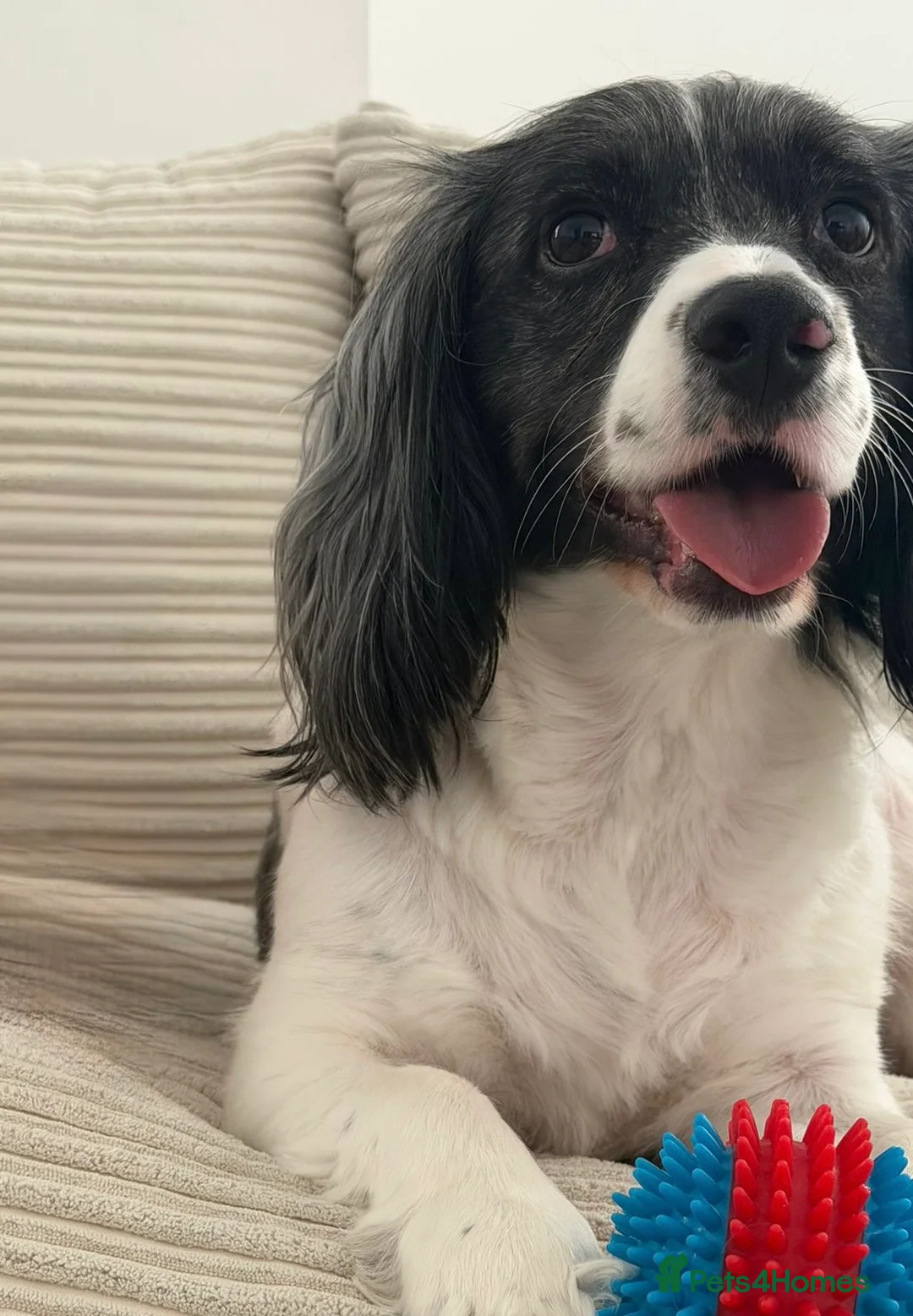 English Springer Spaniel dogs for sale: Blu Boy  - Advert 2