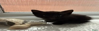 British Shorthair 4