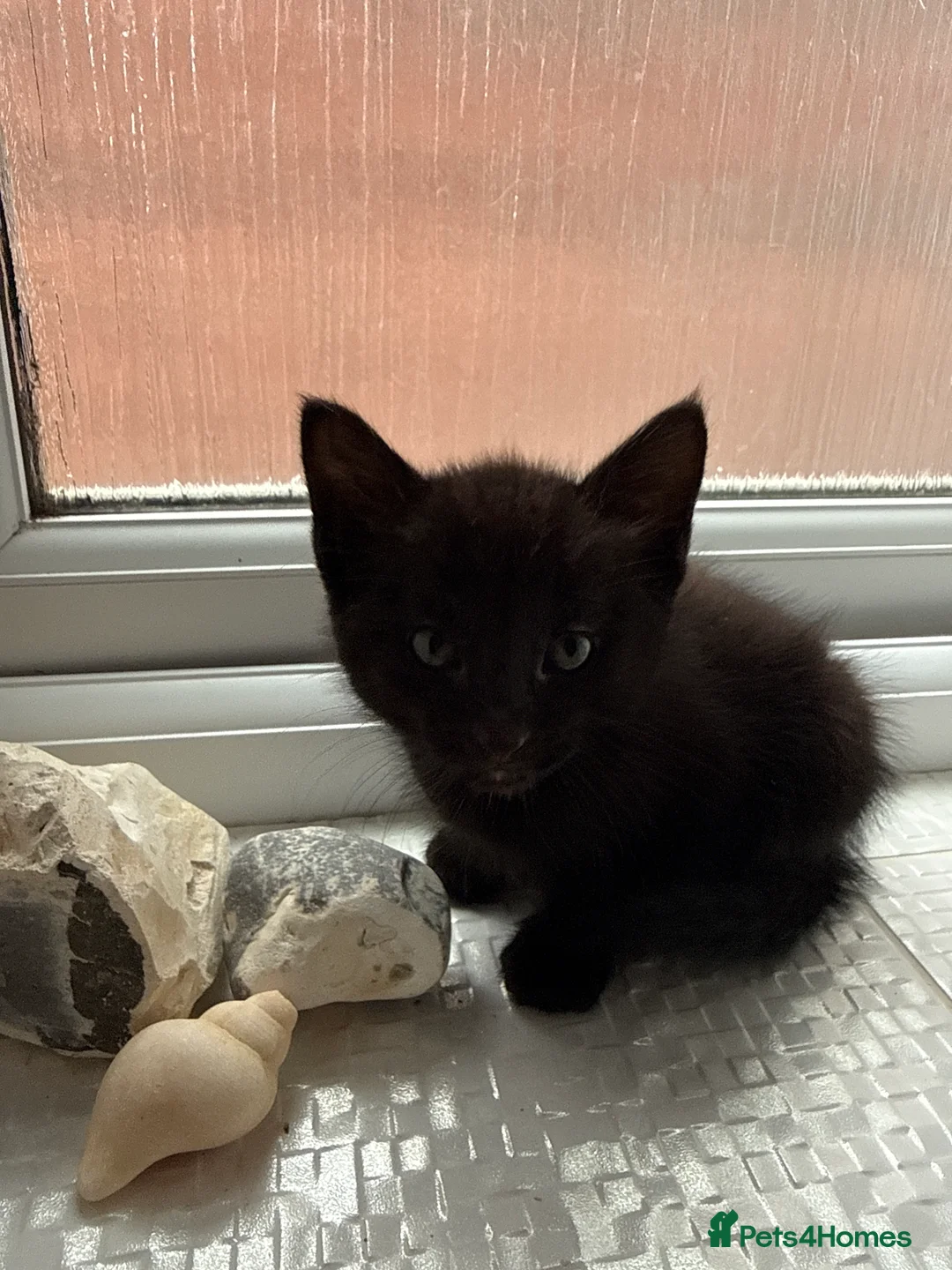 British Shorthair cats for sale: 2 different litters  - Advert 2