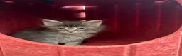 Maine Coon cats for sale: 👑Royal MaineCoon Girls TICA Champion Bloodline!👑 - Advert 27