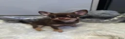 Chihuahua dogs for sale: OUTSTANDING QUALITY CHIHUAHUA PUPPIES 🐶🤎 - Advert 10