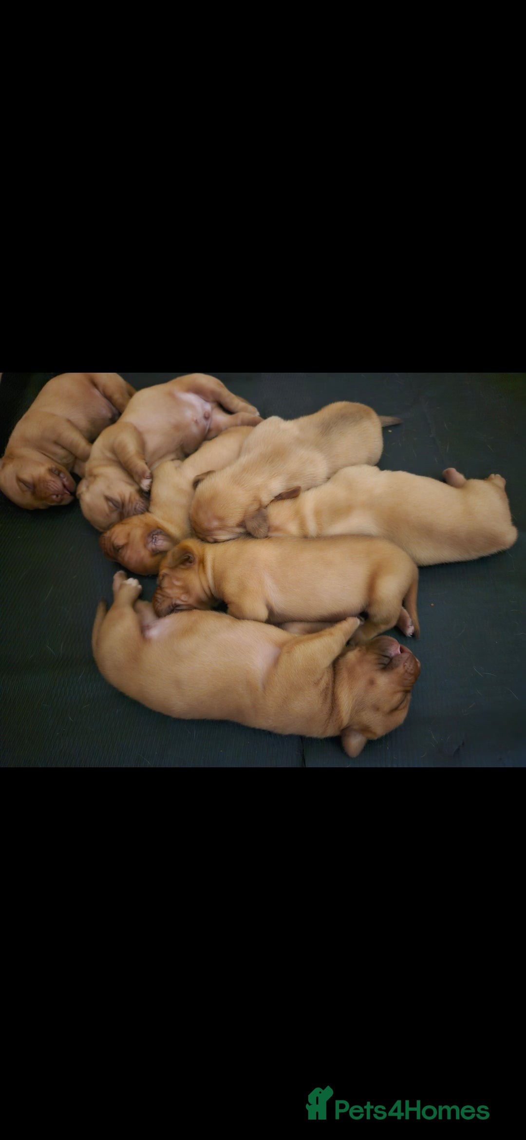 Dogue De Bordeaux dogs for sale: Dogue de bordeaux puppiesgor sale - Image 11
