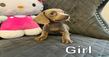 Miniature Dachshund dogs Miniature Dachshund  - Advert 9