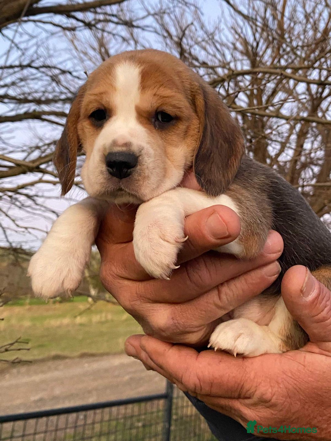 Beagle dogs for sale: Pure Bred - Beagle Puppys  - Image 2