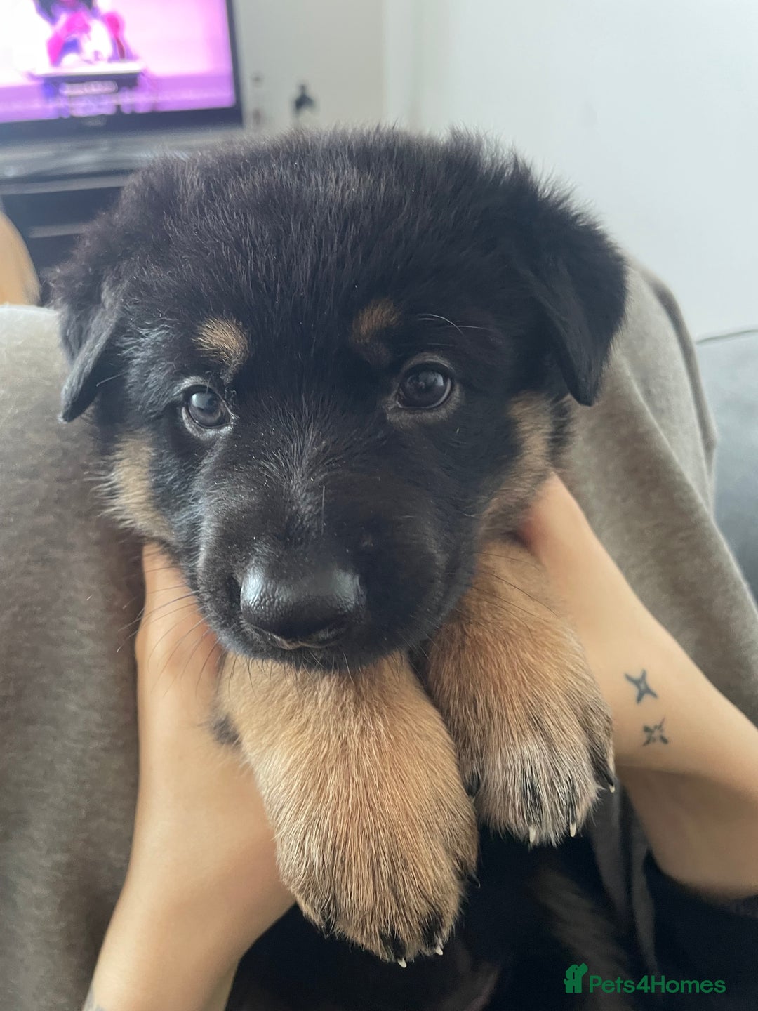 German Shepherd dogs for sale: German Shepherd puppies for sale (Full Pedigree) - Image 11