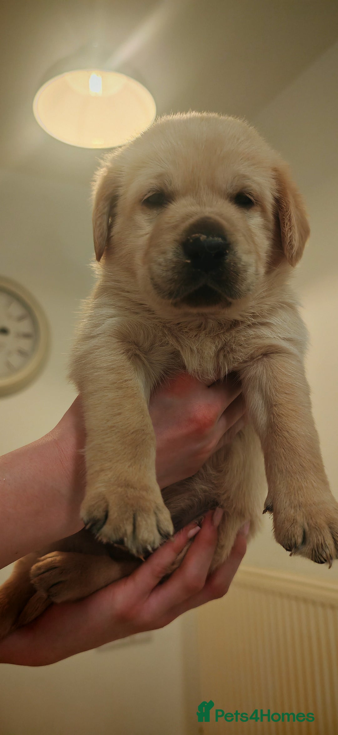 Goldador dogs for sale: Ready 4th February  - Advert 6