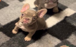 French Bulldog dogs for sale: 💕🐾 Stunning French bulldogs 🐾💕 - Advert 19