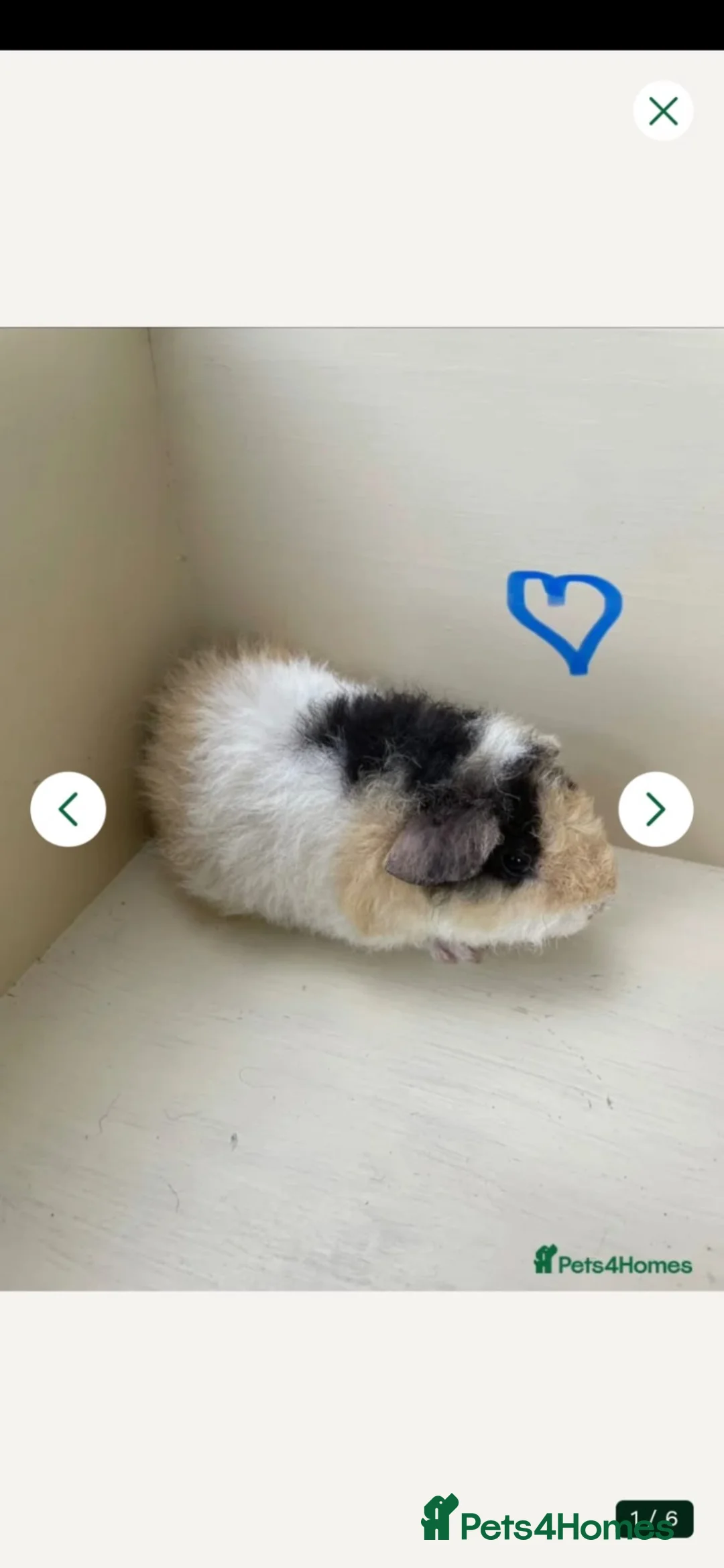 Guinea Pig rodents for sale: Baby boys and girl Guineas’s pigs.  - Advert 12