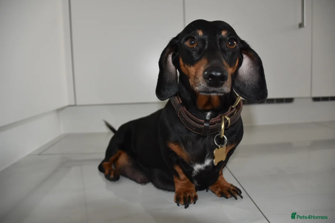 Miniature Dachshund dogs for sale: Beautiful Mini Dachshund Puppies – Home Raised - Advert 2