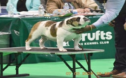 English Bulldog dogs for sale: Kc reg Stunning female available  - Image 3