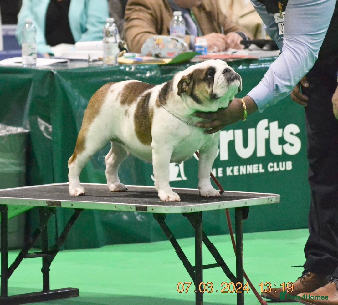 English Bulldog dogs for sale: Kc reg Stunning female available  - Image 3