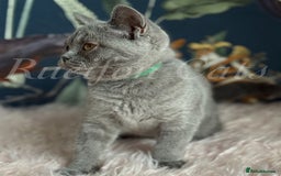British Shorthair cats for sale: GCCF Registered British Shorthair kittens - Image 11