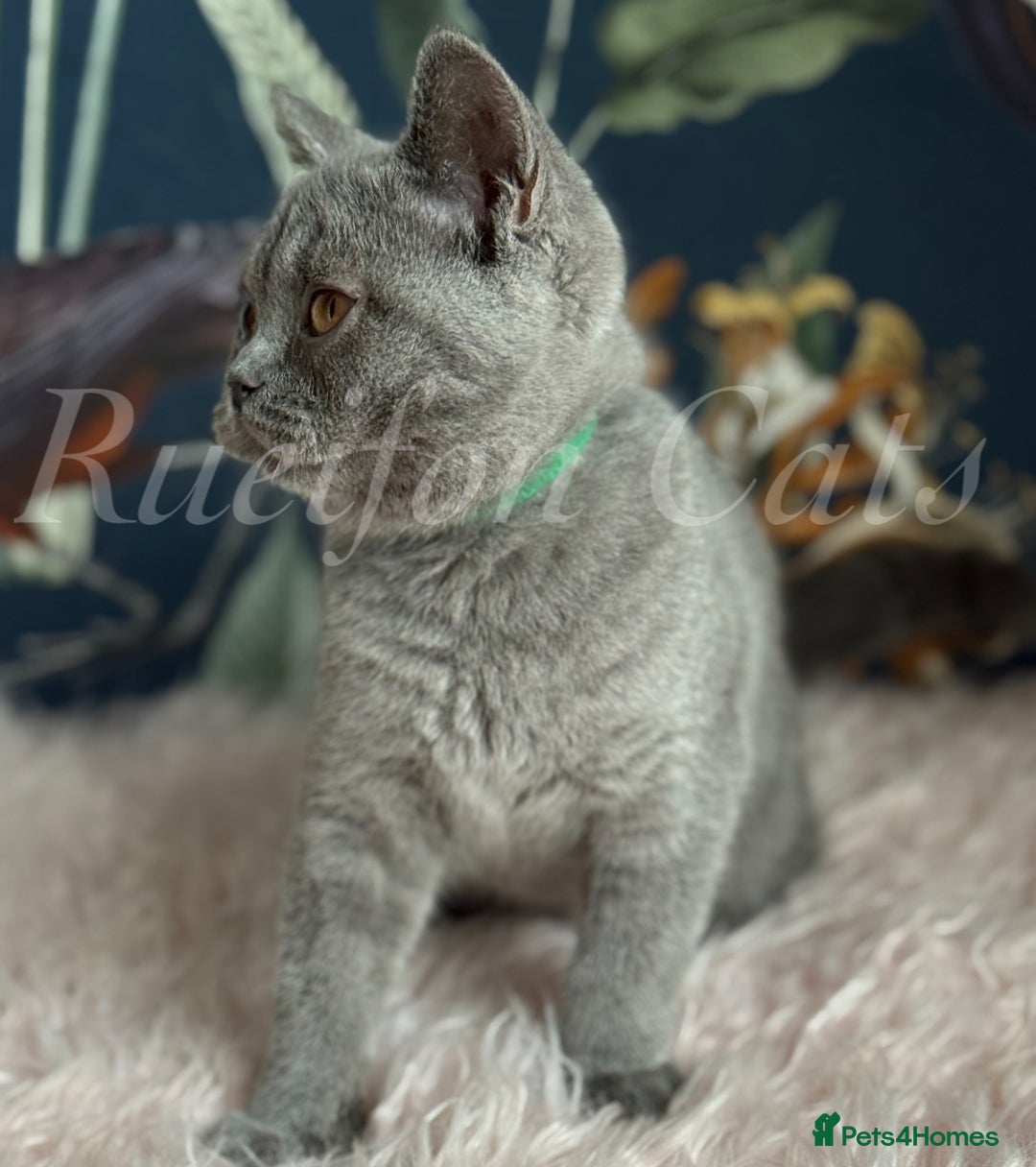 British Shorthair cats for sale: GCCF Registered British Shorthair kittens - Image 11