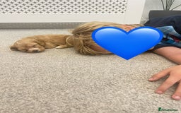 Cavapoo dogs for sale: Wonderful beautiful f1 champagne cavapoo babies  - Image 22