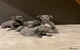 Whippet dogs for sale: 6 gorgeous blue whippet puppies  - Image 19
