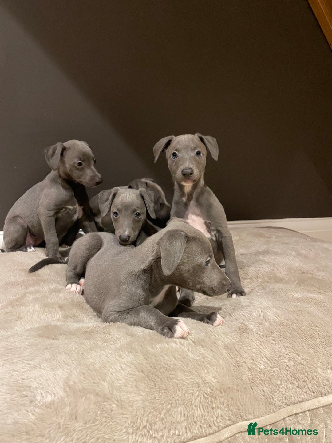 Whippet dogs for sale: 6 gorgeous blue whippet puppies  - Image 19