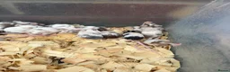 Mouse rodents for sale: Fancy mice for sale  - Advert 5