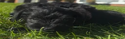 Miniature Schnauzer dogs for sale: Miniature schnauzers in Newark - Advert 6