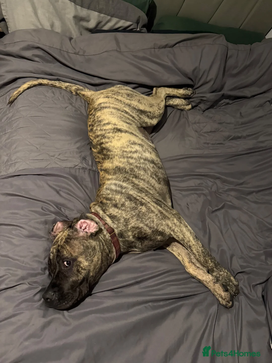 Presa Canario dogs for sale: Presa canario in Tamworth - Advert 2