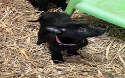 Mixed Breed dogs for sale: Collie/shepherd mix pups  - Image 5