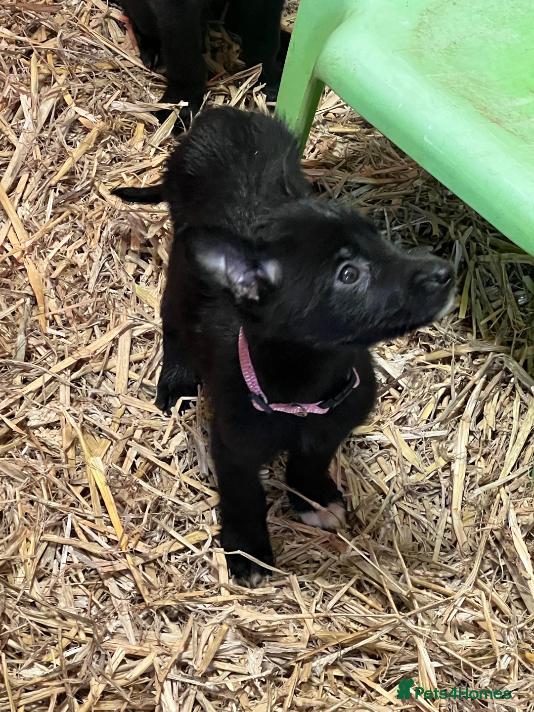 Mixed Breed dogs for sale: Collie/shepherd mix pups  - Image 5