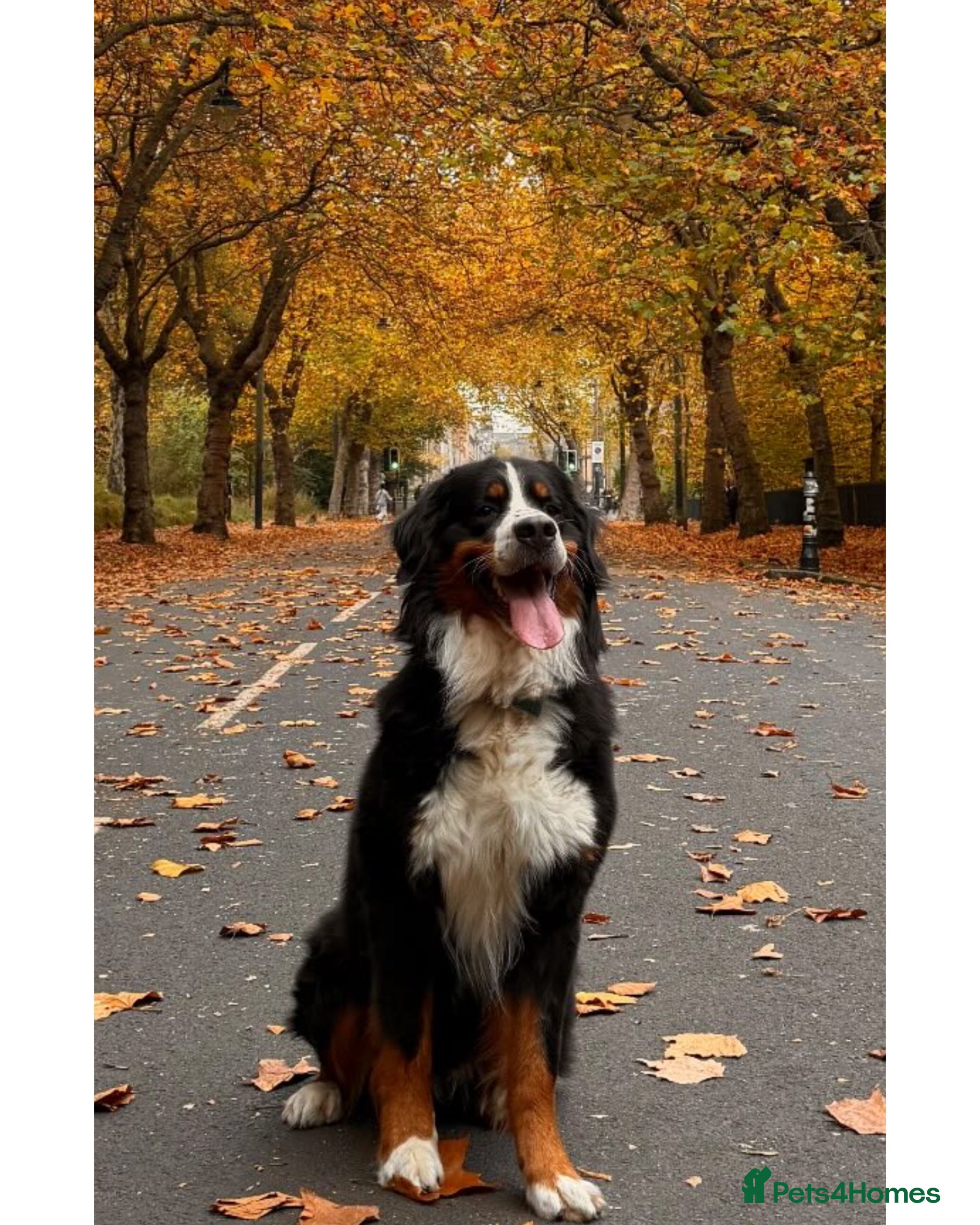 Bernese Mountain Dog dogs Bernese Mountain Dog for stud in Glasgow - Advert 1