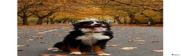 Bernese Mountain Dog dogs for stud: Bernese Mountain Dog for stud in Glasgow - Advert 1